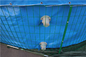 Kolam Ikan Terpal PVC 50000 Liter Lipat Dengan Steel Mesh