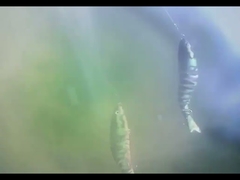 Mata 3D BGO Umpan Ikan Plastik Ditenggelamkan Delapan Umpan Ikan Multi-Mengikat