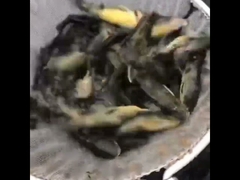 Kolam Ikan Tarpaulin PVC Dengan Tangki Budidaya Ikan Lembar Galvanis